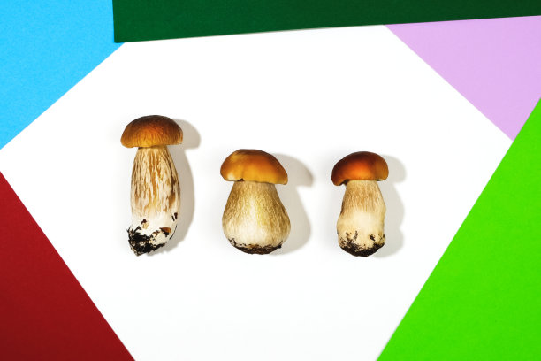 牛肝菌在一个白色孤立的背景图片下载