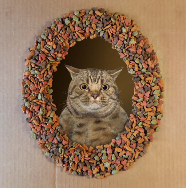 猫透过干粮架2看图片下载