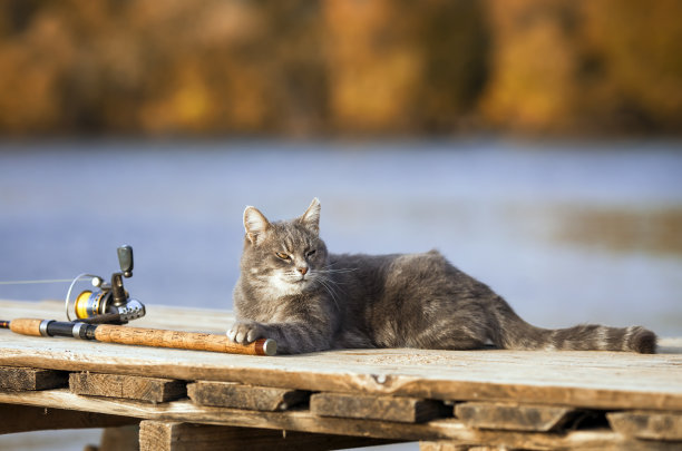 可爱的虎斑猫坐在秋天的花园，在池塘的桥上用鱼竿等待鱼图片下载