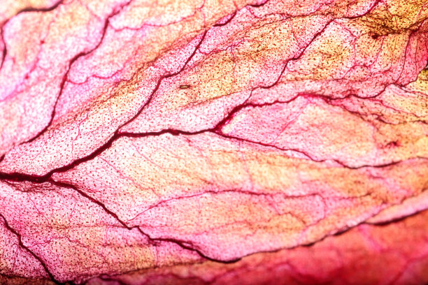 干叶纹理抽象背景图片下载