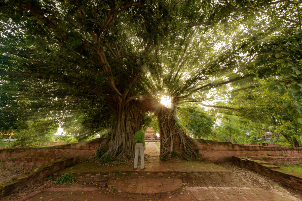 泰国大城府玉甘寺，一名男游客在欣赏日落之门，被树覆盖的废砖墙之门图片下载