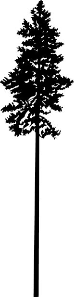松树的剪影。图片下载