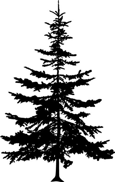 松树的剪影。图片下载