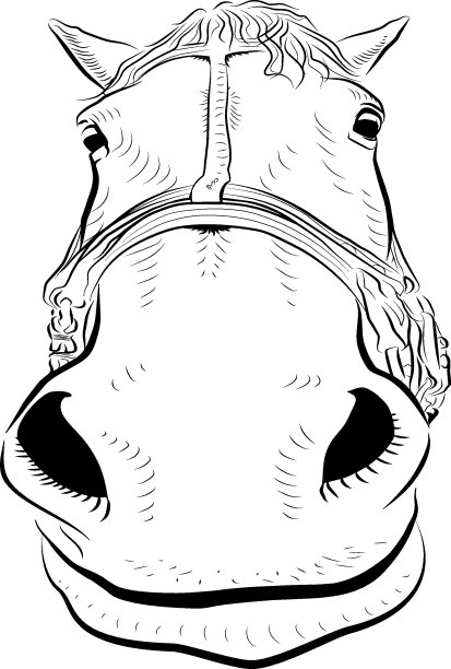 马的头。图片下载