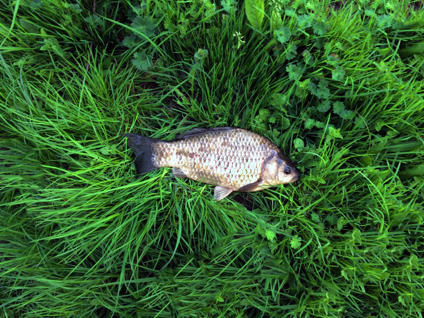 鱼躺在绿草上。鲫鱼被抓上了河。钓鱼图片下载