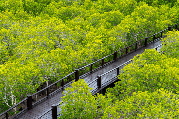 树木景观和自然小径穿过红树林，普兰布里森林公园，木桥，泰国普拉楚布基里汗。图片下载