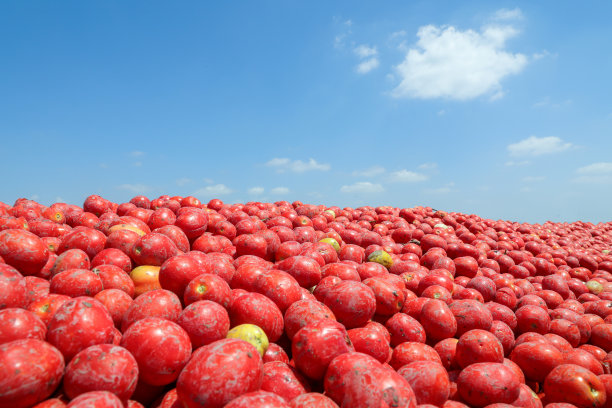 新鲜采摘的番茄和蓝天背景图片下载