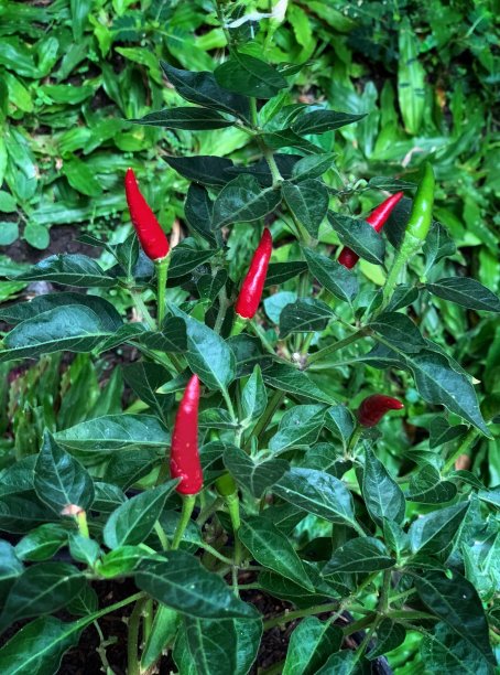 红辣椒植物图片下载