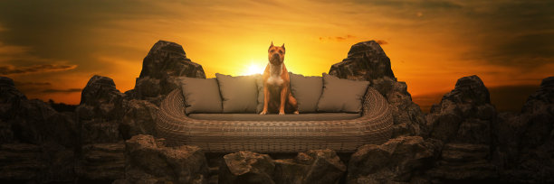 一只狗坐在山顶上。三维渲染图片下载