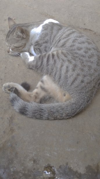 这是一只猫在印度村庄睡觉的照片图片下载