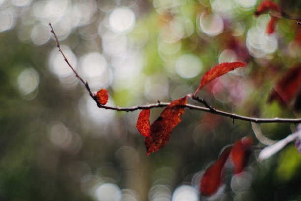 红色的叶子图片下载