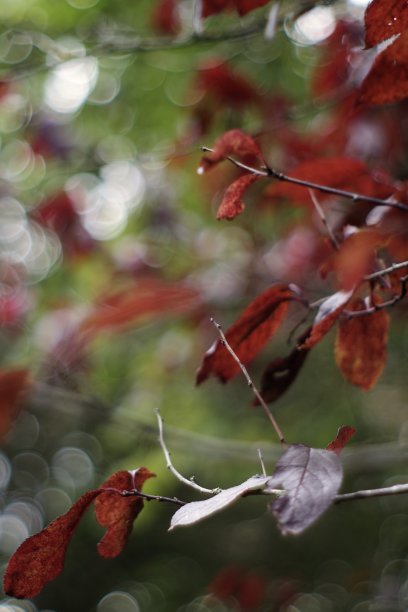 红色的叶子图片下载