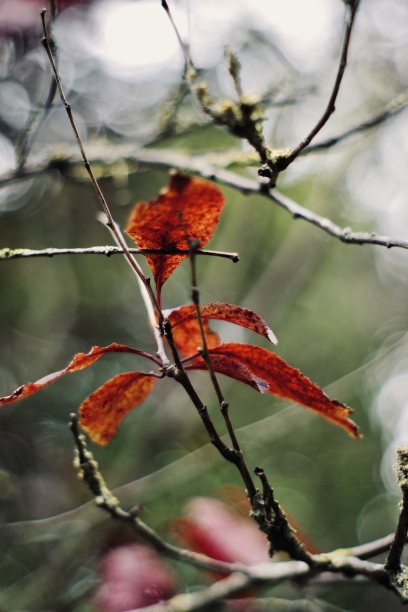 红色的叶子图片下载