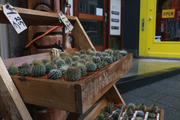 阿姆斯特丹商店里的小仙人掌图片下载