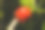 一个红色玫瑰臀部的特写照片与一个水滴。绿色的叶子和深色的背景。图片来自瑞典南部的斯卡尼亚县图片下载