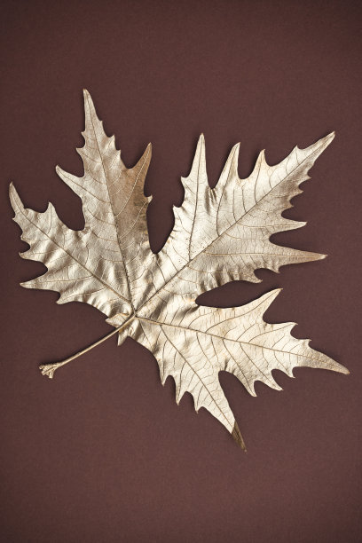 金色的叶子在黑暗的背景图片下载