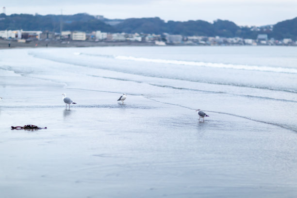 海鸥图片下载