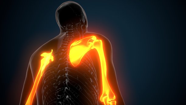 人体骨骼上肢骨关节解剖三维插图图片下载