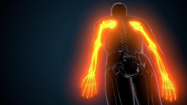 人体骨骼上肢骨关节解剖三维插图图片下载