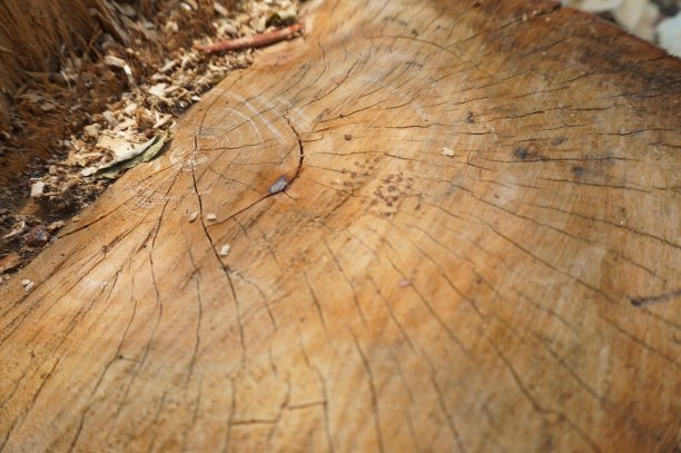 老树一年一圈剪图片下载