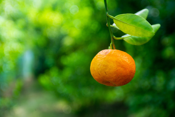 一种挂在叶子上的橘类水果(橘属)黄橙色和绿色的背景。图片下载