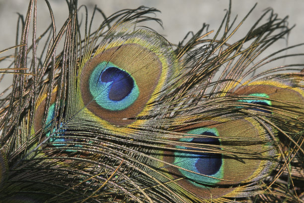 色彩斑斓的孔雀羽毛图片下载