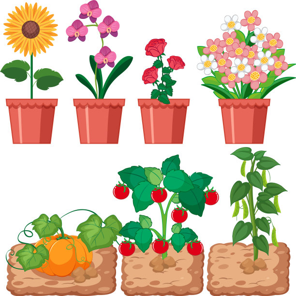 美丽的花在花园里的白色图片下载