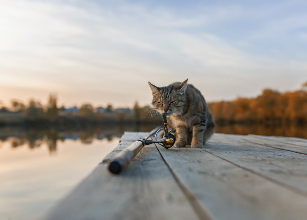 条纹猫正坐在秋天公园的湖边的桥上，用钓竿等着在秋天的花园里钓鱼图片下载