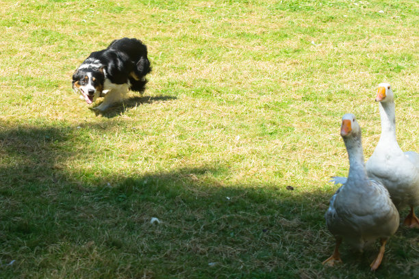 边境牧羊犬追着鹅把它们围起来。图片下载