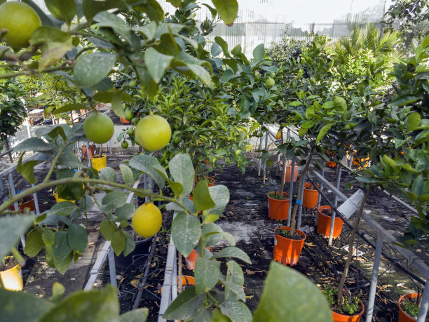 小柠檬树图片下载