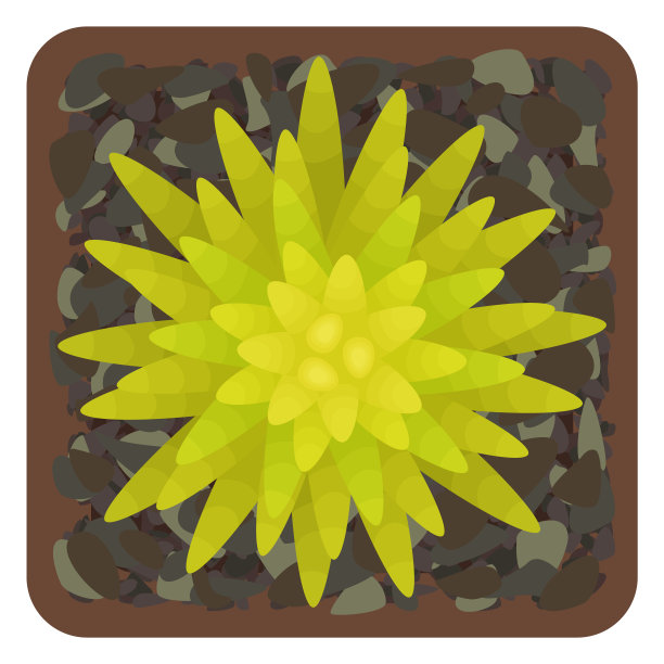 水宝宝景天属植物多汁。盆栽植物。前视图。图片下载