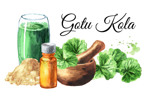 可拉卡，积雪草，阿育吠陀草药。水彩手绘插图孤立的白色背景图片下载