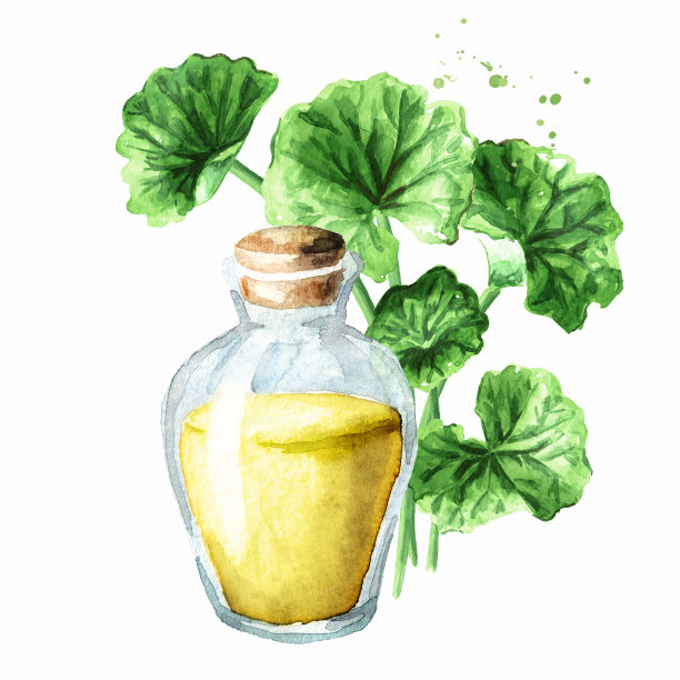 可拉提取物，积雪草，抗癌中草药，水彩手绘插图，白底分离图片下载