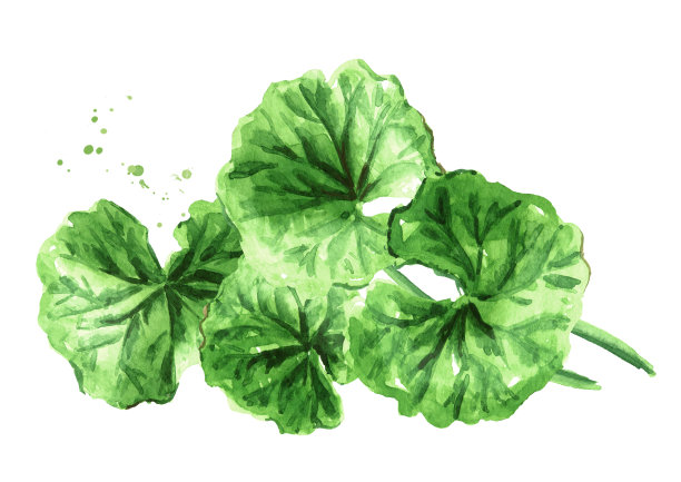 亚洲植物可拉叶，积雪草，抗癌中草药。水彩手绘插图孤立的白色背景图片下载