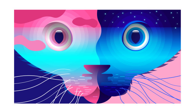 猫两面派图片下载