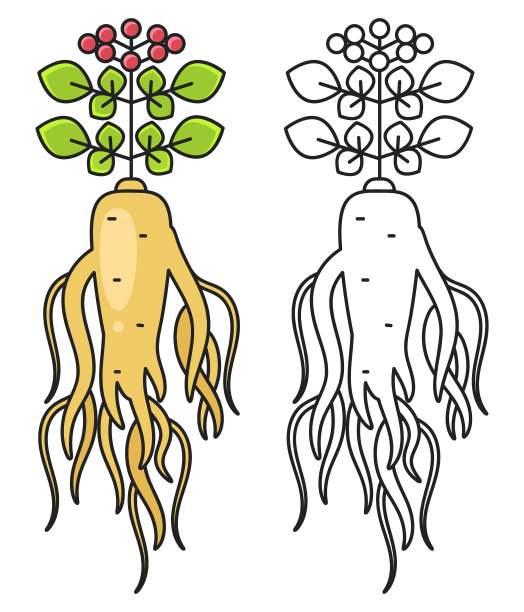 人参根，叶和花孤立在上图片下载