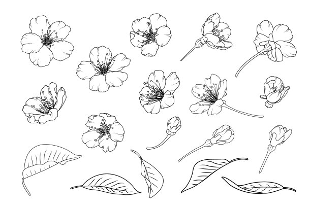 樱花亚洲中国日本樱花图片下载