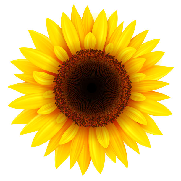 向日葵孤立，现实的夏季花插图。图片下载
