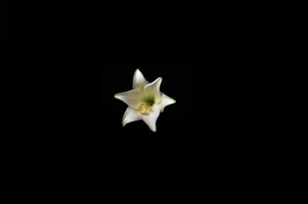 白色星形叶花孤立在黑色背景上图片下载
