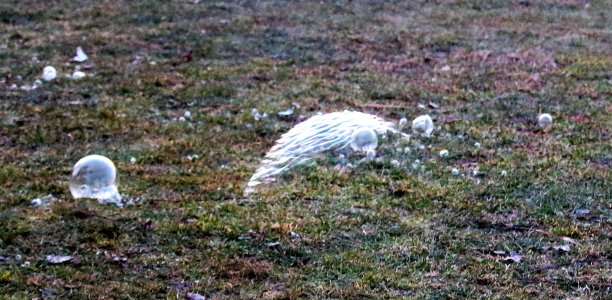 在户外自由漂浮的巨大泡泡图片下载