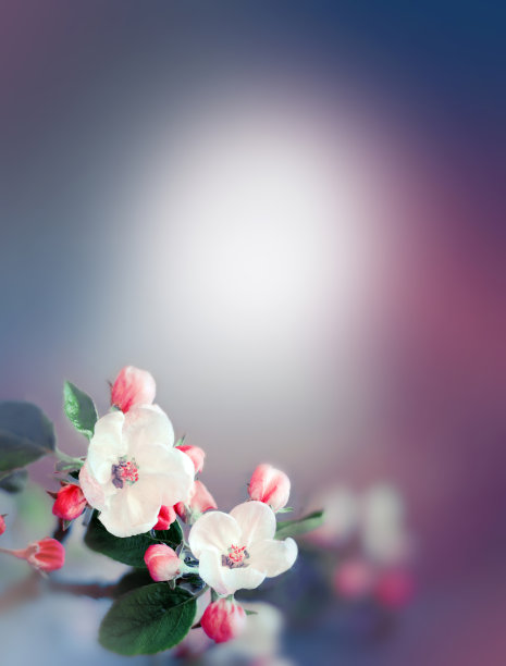 自然背景上的花树。春天的花。春天的概念。图片下载