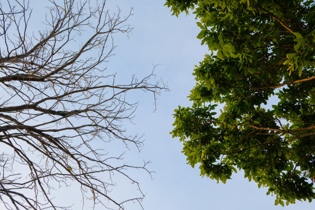干枯的枝干与布满绿叶的枝干之间的对比。图片下载
