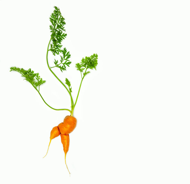 一个胡萝卜的创造性布局，叶子孤立在白色的背景。健康食品的减肥理念。图片下载
