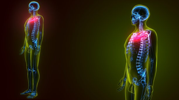 人体骨骼解剖学的3d插图肋骨第1骨图片下载