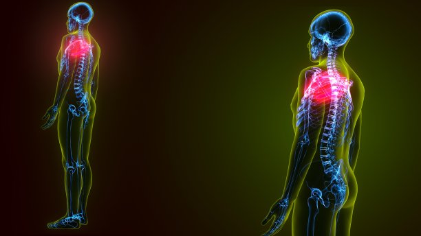 人体骨骼解剖学的3d插图肋骨第1骨图片下载