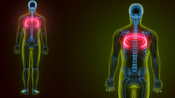 人体骨骼解剖学的3d插图肋骨第五骨图片下载