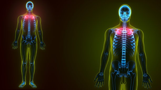 人体骨骼解剖学的3d插图肋骨第1骨图片下载