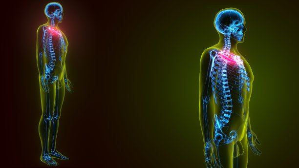 人体骨骼解剖学的3d插图肋骨第1骨图片下载