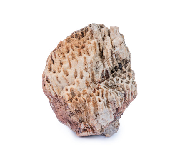 数百万年前的海底化石图片下载