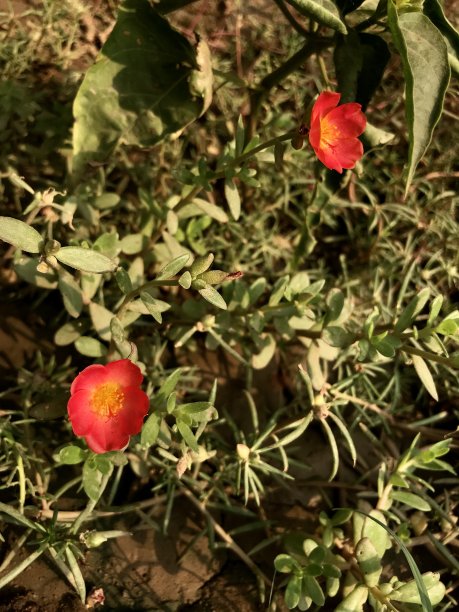 鲜花和树叶图片下载